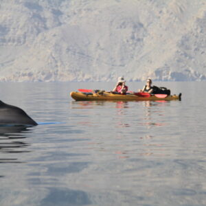 Kayaking Adventure