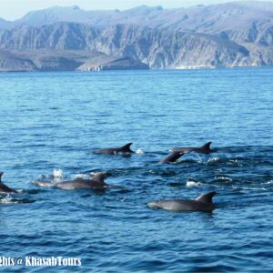Dolphin Cruise