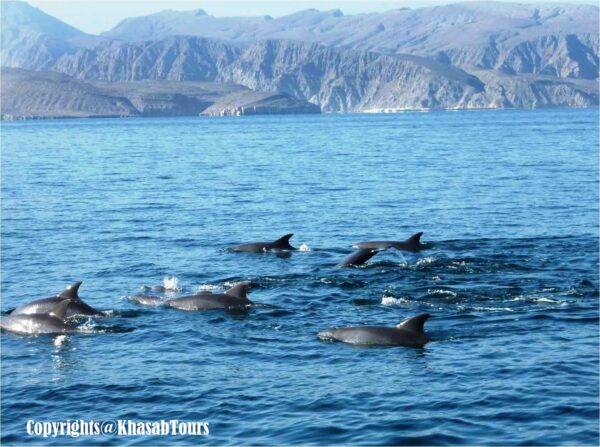 Dolphin Cruise
