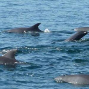 Dolphin Cruise