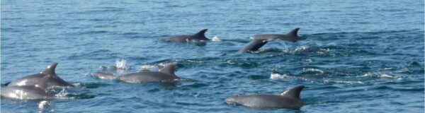 Dolphin Cruise