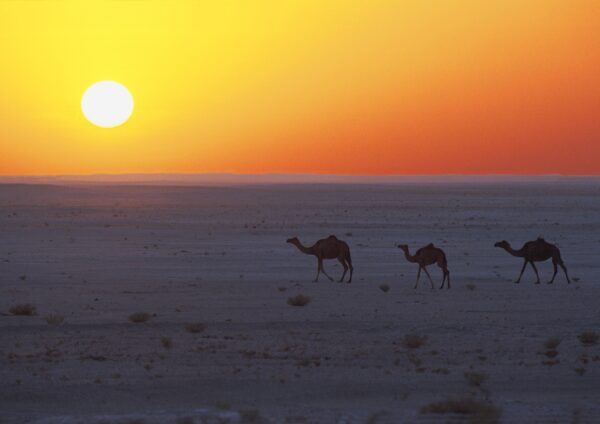 FOUR NIGHT/ FIVE DAYS PACKAGE MUSCAT - TREASURES OF OMAN
