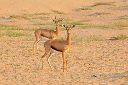 DDCR-GAZELLE