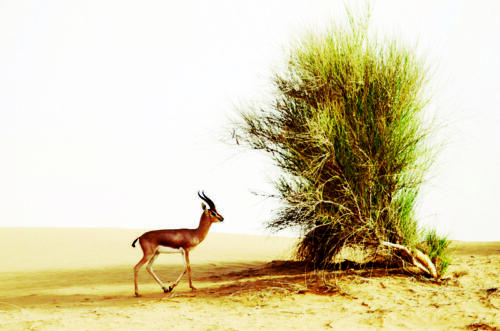 Liwa