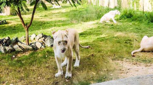 White-lion-