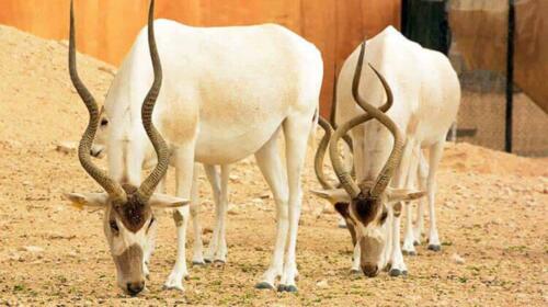 al-ain-zoo