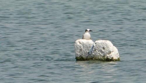 birdlife