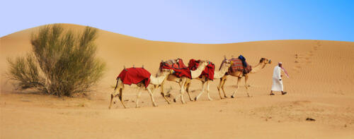 camels-20213717