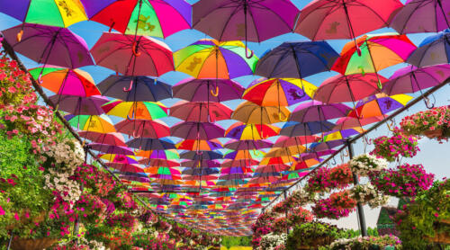 decorative-miracle-garden
