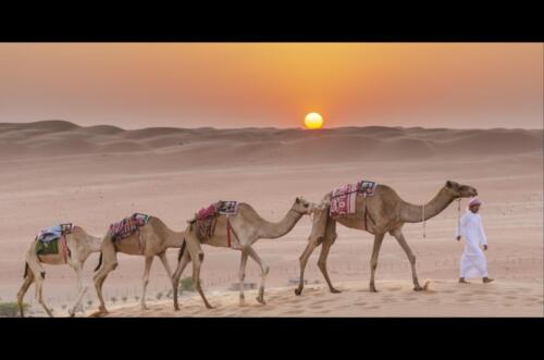 wahiba-camel