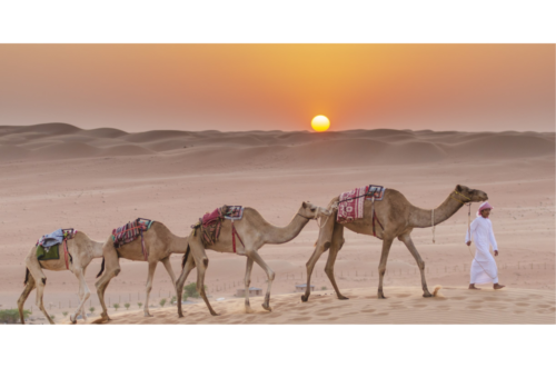 wahiba-camel